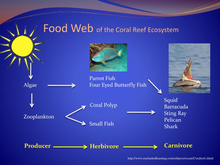PPT Coral Reefs PowerPoint Presentation ID2831989