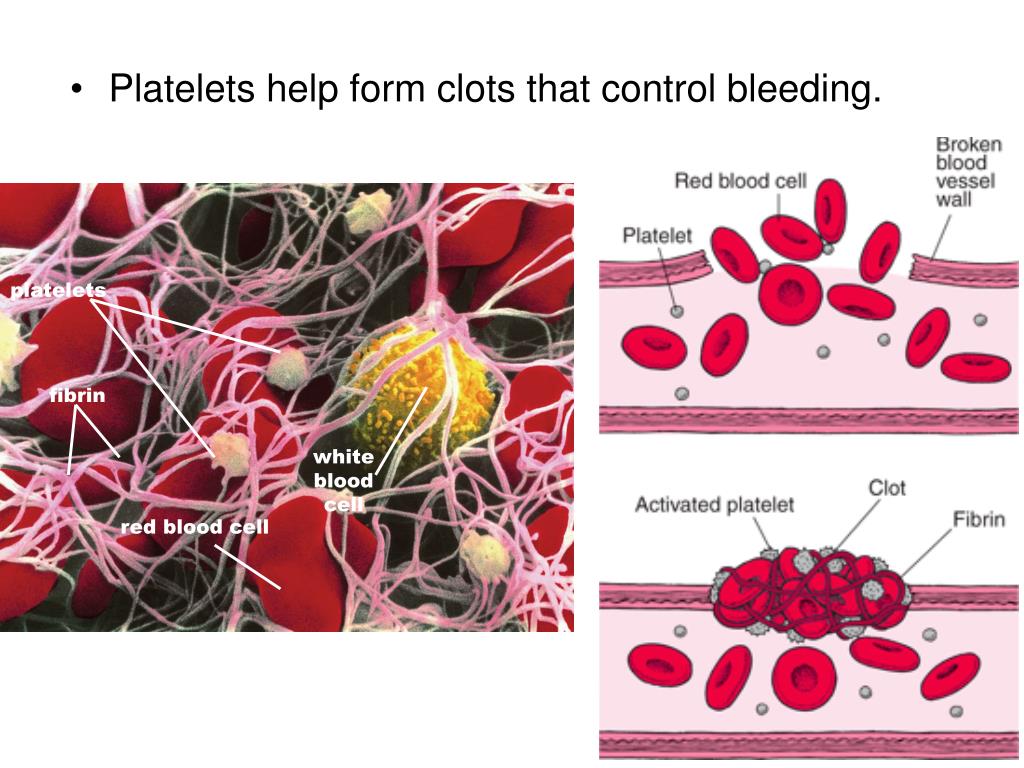 PPT Blood PowerPoint Presentation, free download ID2832095