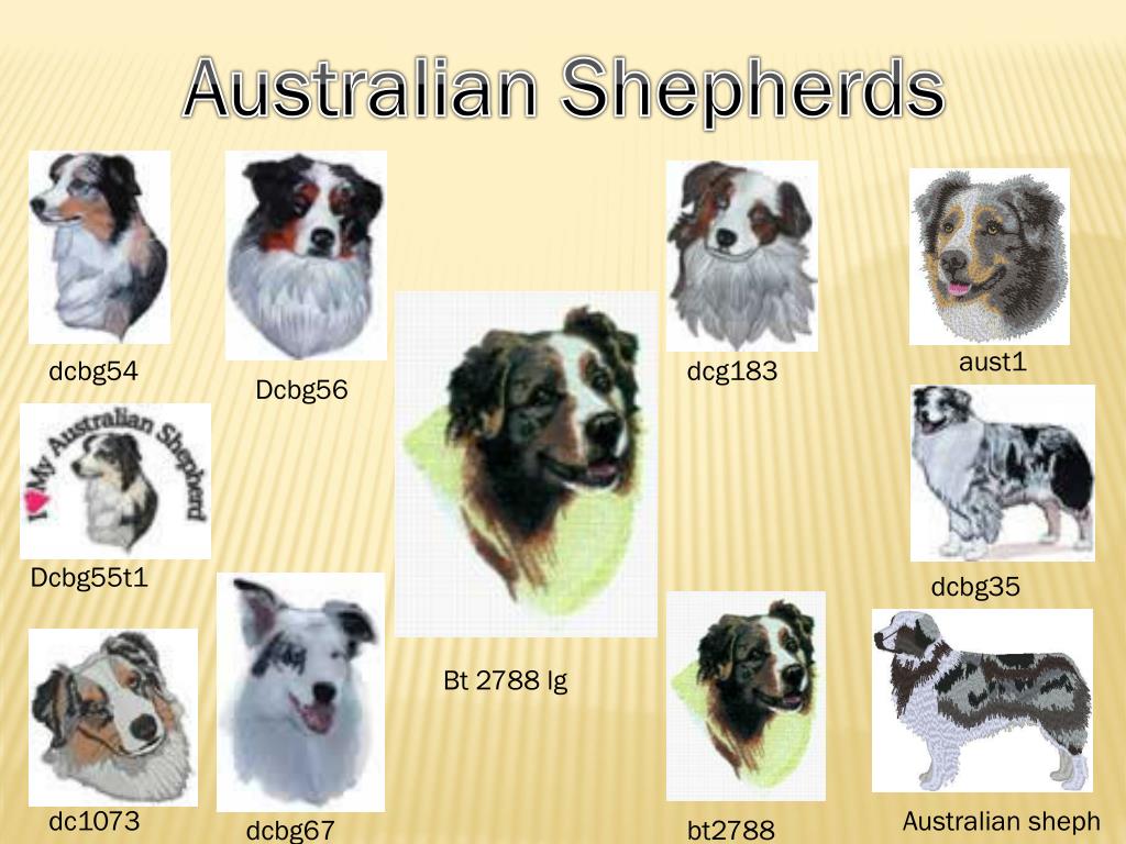 PPT Australian Shepherds PowerPoint Presentation, free download ID