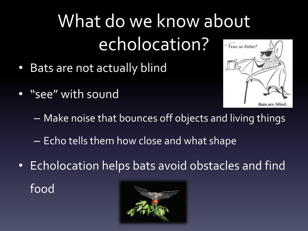 PPT Batty About Echolocation PowerPoint Presentation, free download