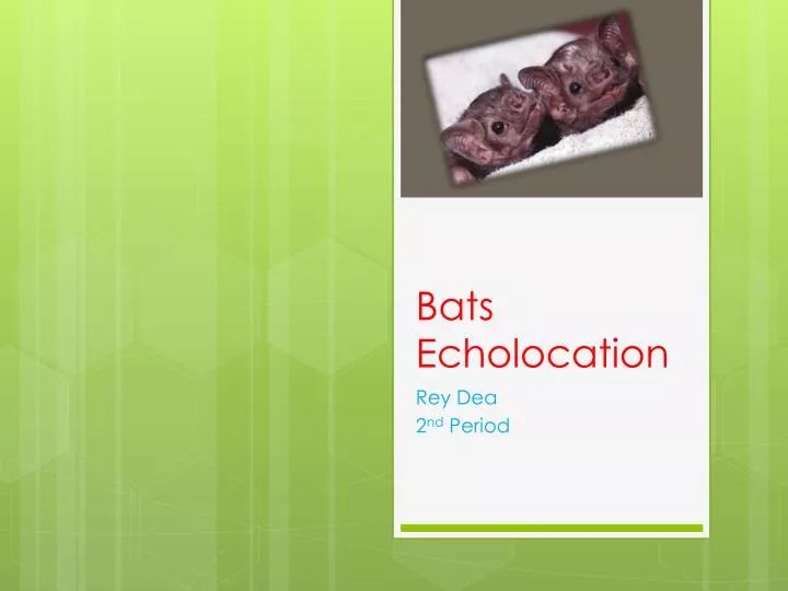 PPT Bats Echolocation PowerPoint Presentation, free download ID2836844