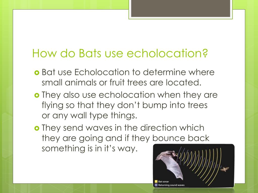 PPT Bats Echolocation PowerPoint Presentation, free download ID2836844