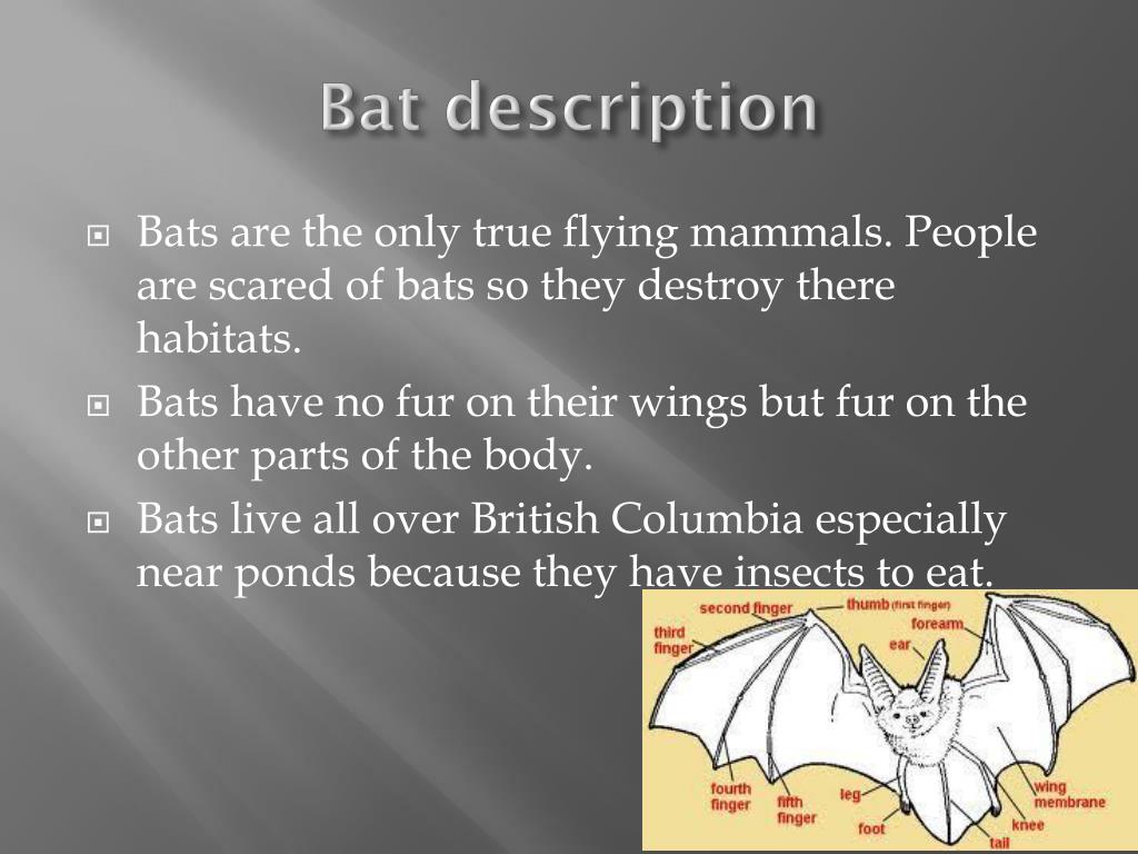 PPT Bats PowerPoint Presentation, free download ID2836860