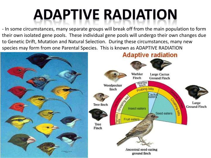 PPT Types of EVOLUTION Divergent vs. Convergent PowerPoint