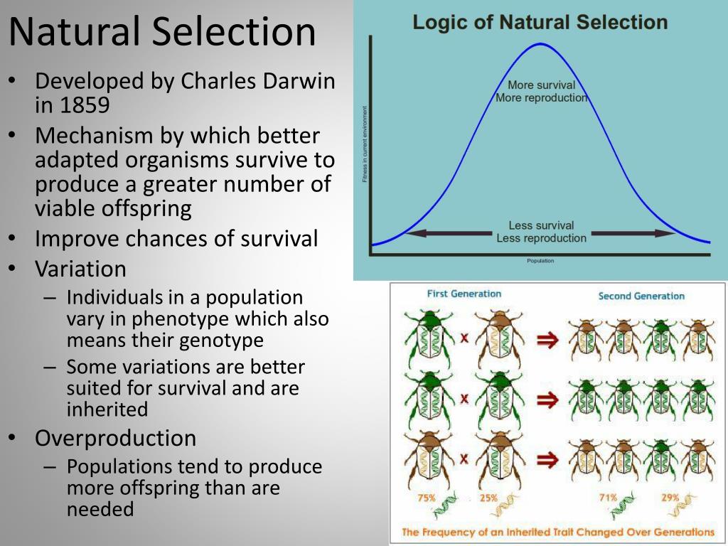 PPT Natural Selection PowerPoint Presentation, free download ID2842019