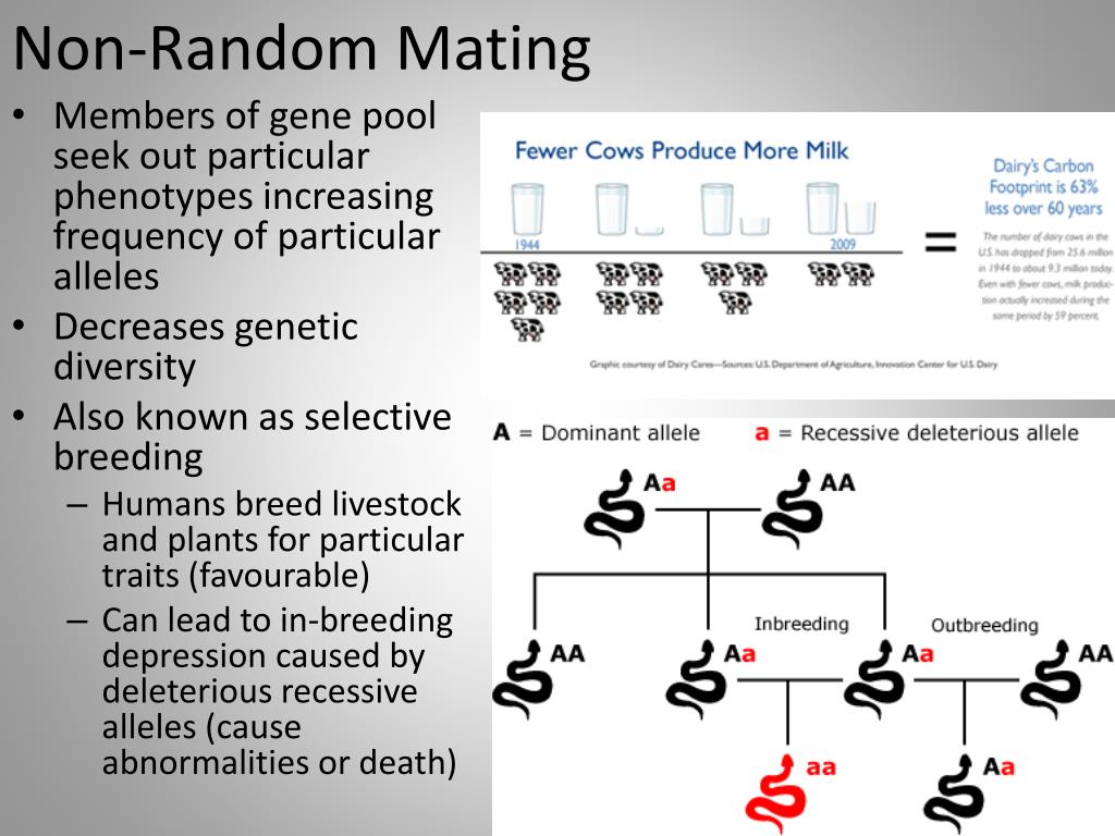 PPT Natural Selection PowerPoint Presentation, free download ID2842019