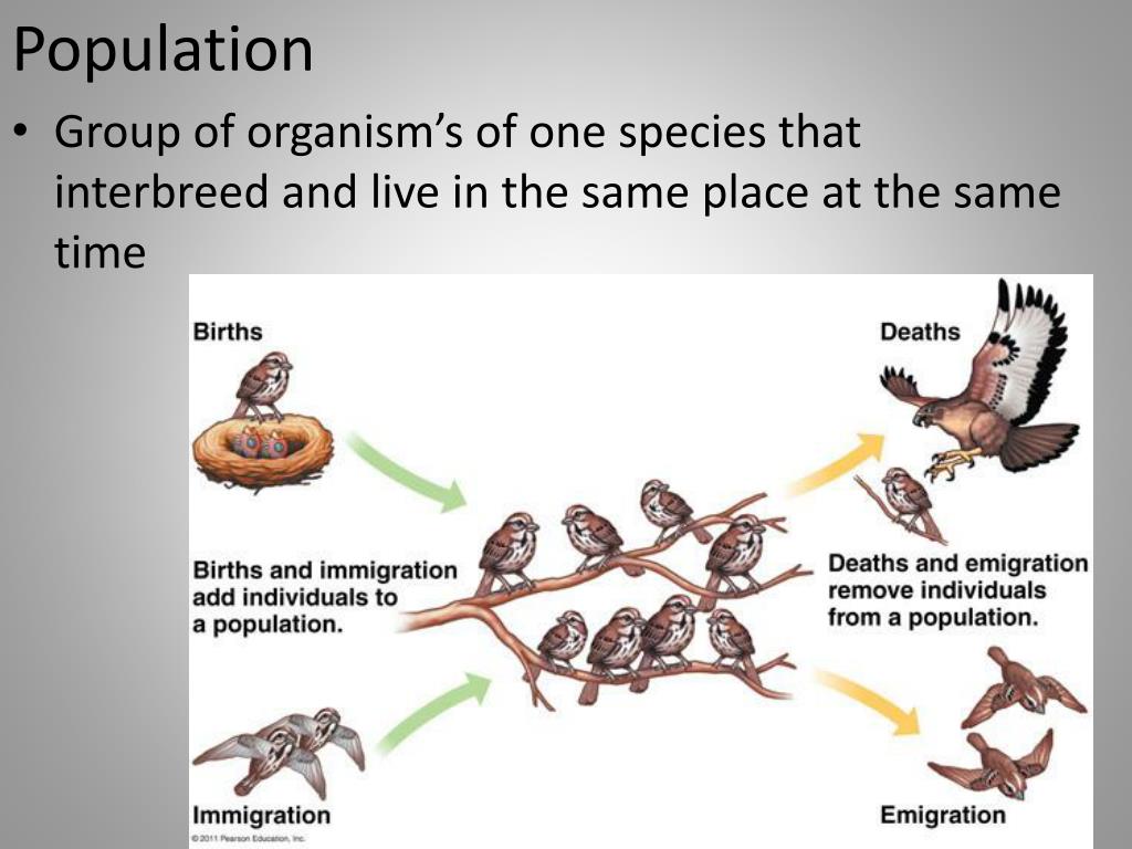 PPT Natural Selection PowerPoint Presentation, free download ID2842019