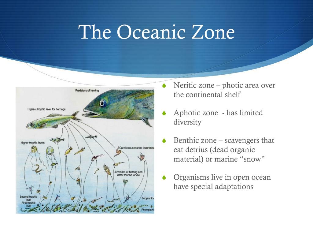 PPT The Marine Biome PowerPoint Presentation, free download ID2843113