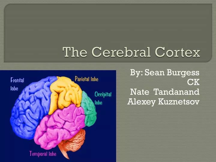 PPT The Cerebral Cortex PowerPoint Presentation, free