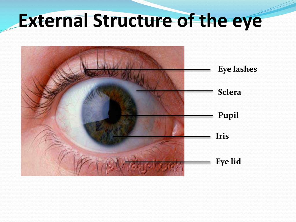 PPT - The Eye: Structure & Function PowerPoint Presentation, free