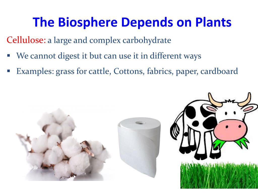 PPT The roles of plants in the environment PowerPoint Presentation