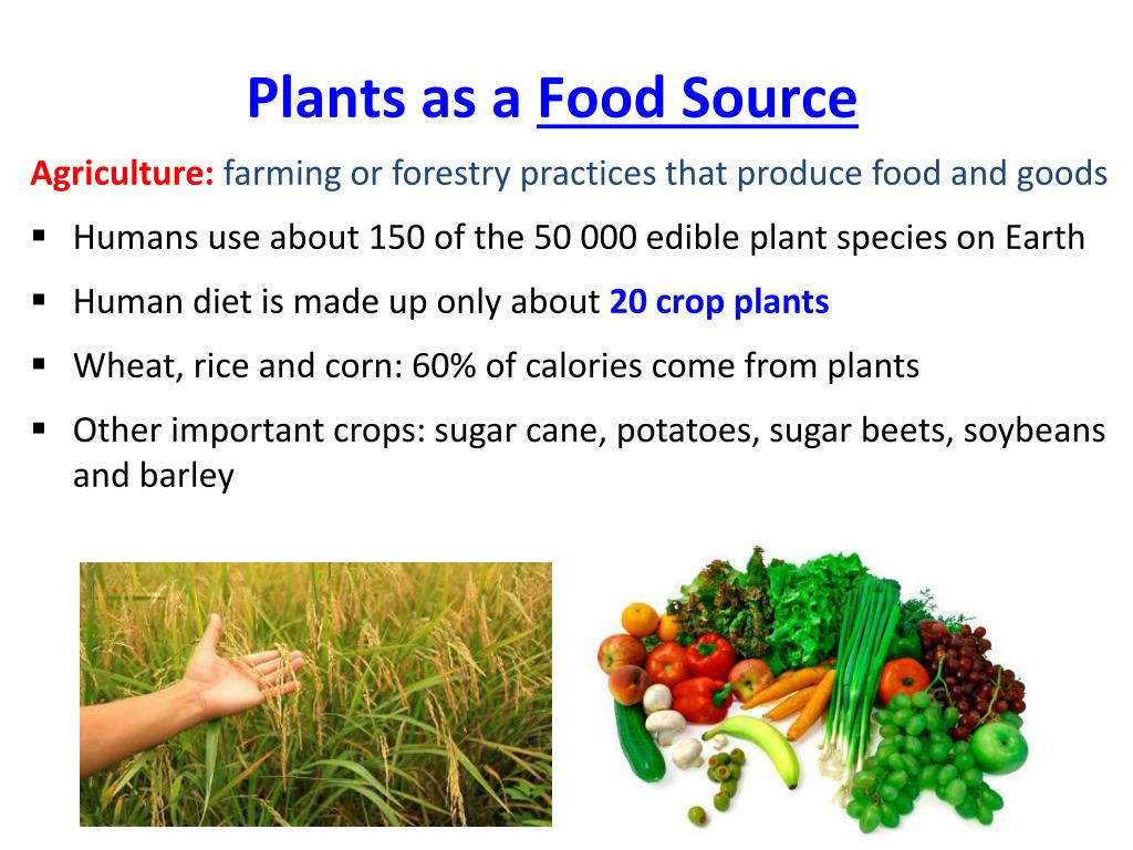 PPT The roles of plants in the environment PowerPoint Presentation