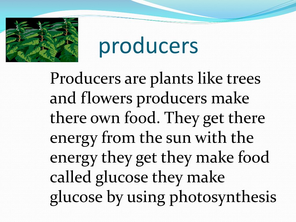 PPT Producers, consumers, scavengers