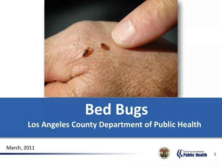 PPT Bed Bugs Los Angeles County Department of Public Health