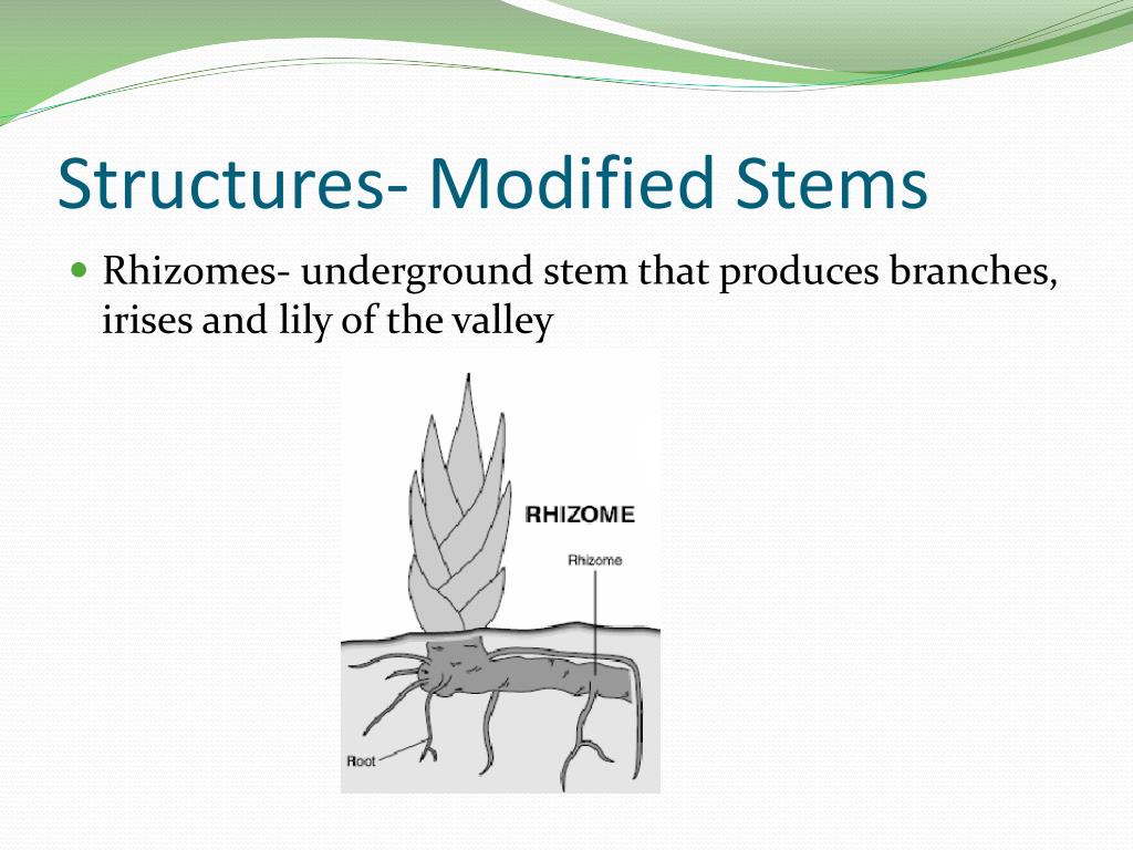 PPT Plants as Living Organisms PowerPoint Presentation, free download ID2847724