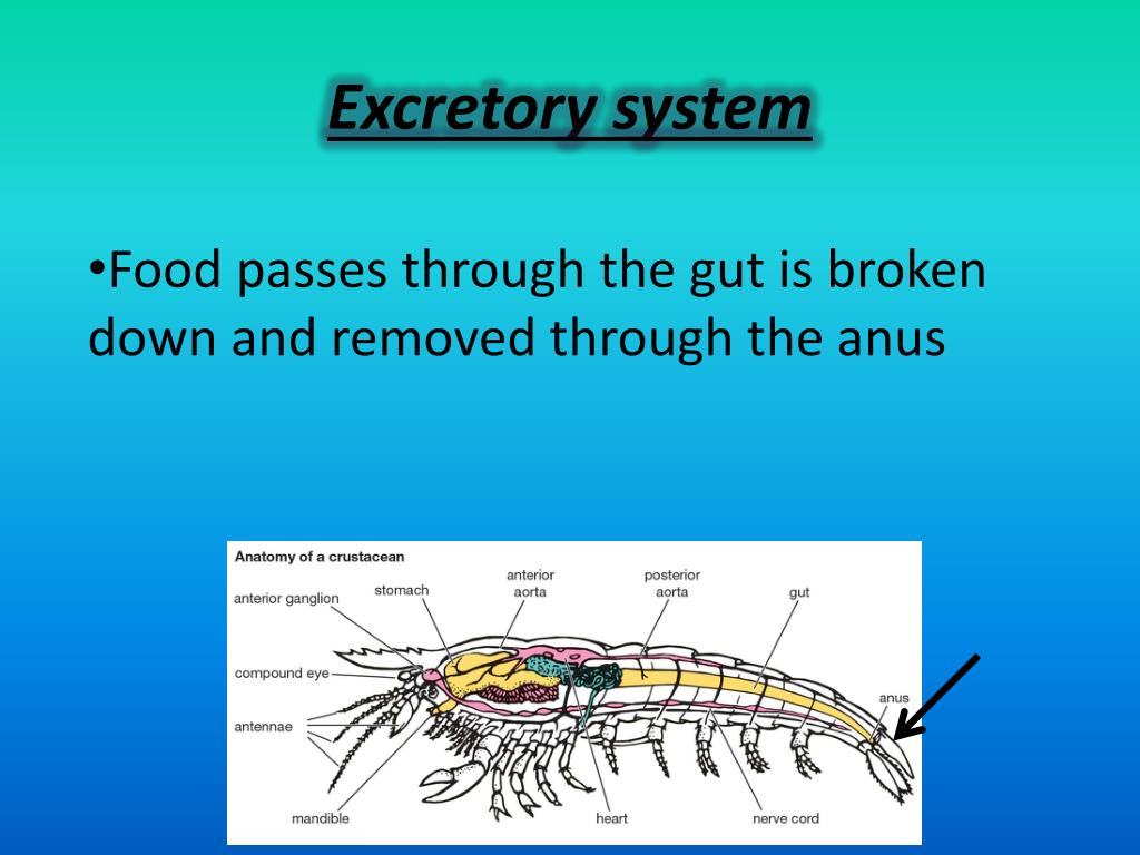 PPT Gastropods PowerPoint Presentation, free download ID2849670