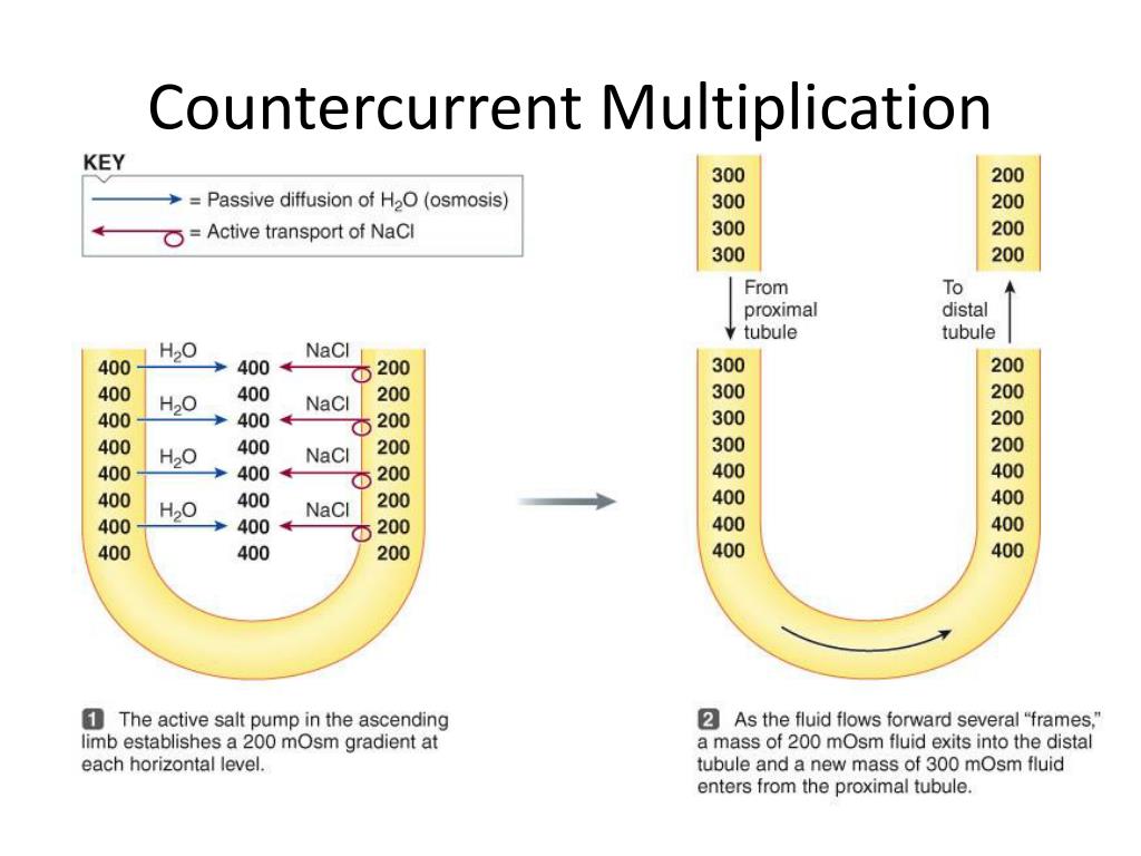 PPT Counter Current Multiplication. And Micturition Reflex PowerPoint