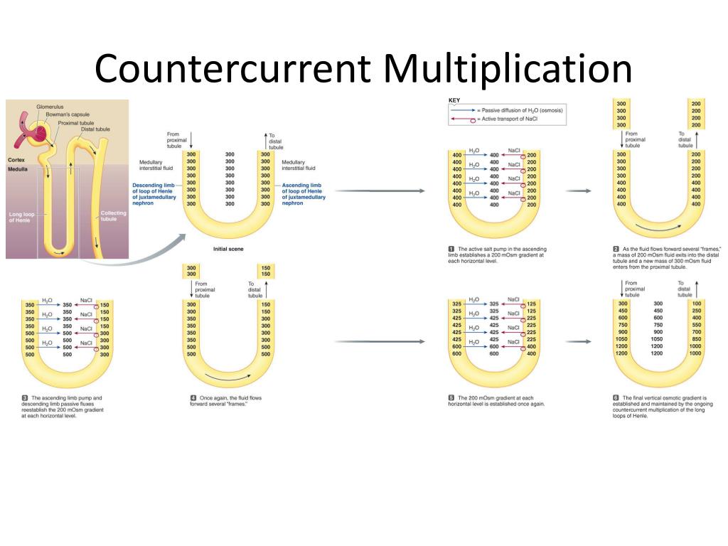 PPT Counter Current Multiplication. And Micturition Reflex PowerPoint
