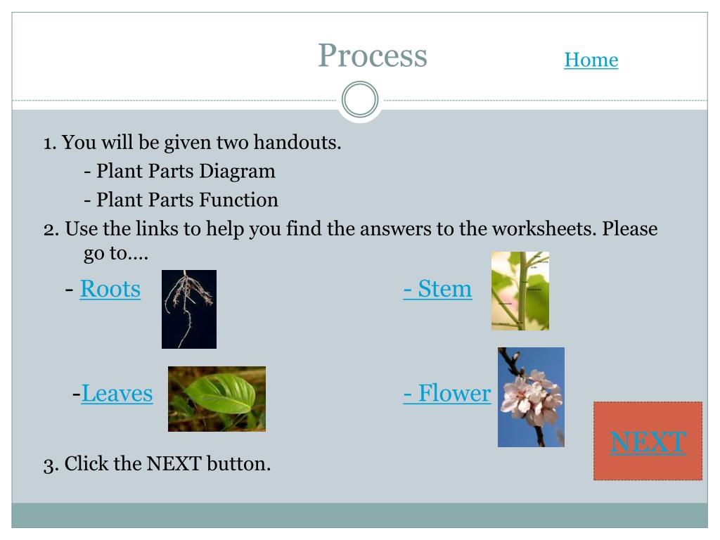 BiomassBasicWebqu estExplorationGuide Answers