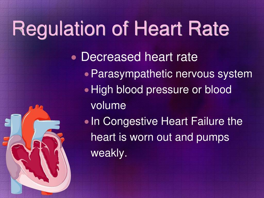 PPT The Cardiovascular System PowerPoint Presentation, free download