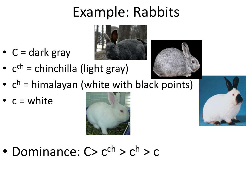 PPT notes PowerPoint presentation on multiple alleles