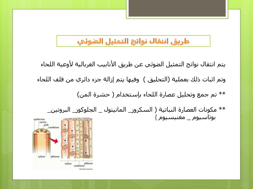 PPT إمتصاص وإنتقال العصارة النباتية PowerPoint