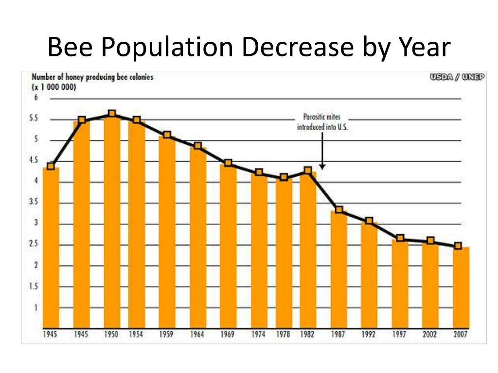 PPT Declining Bee Populations PowerPoint Presentation, free download