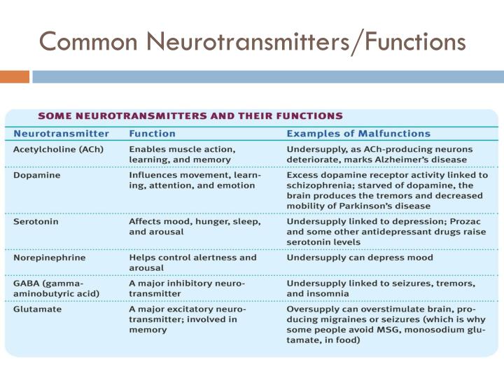Brain Neurotransmitters And Their Functions