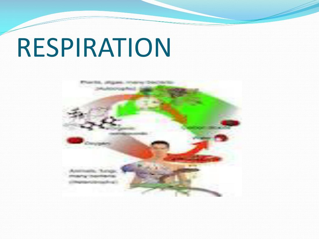 PPT PHYSICAL… CHEMICAL YOU Decide PowerPoint Presentation, free
