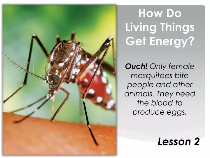 PPT How Do Living Things Get Energy? PowerPoint