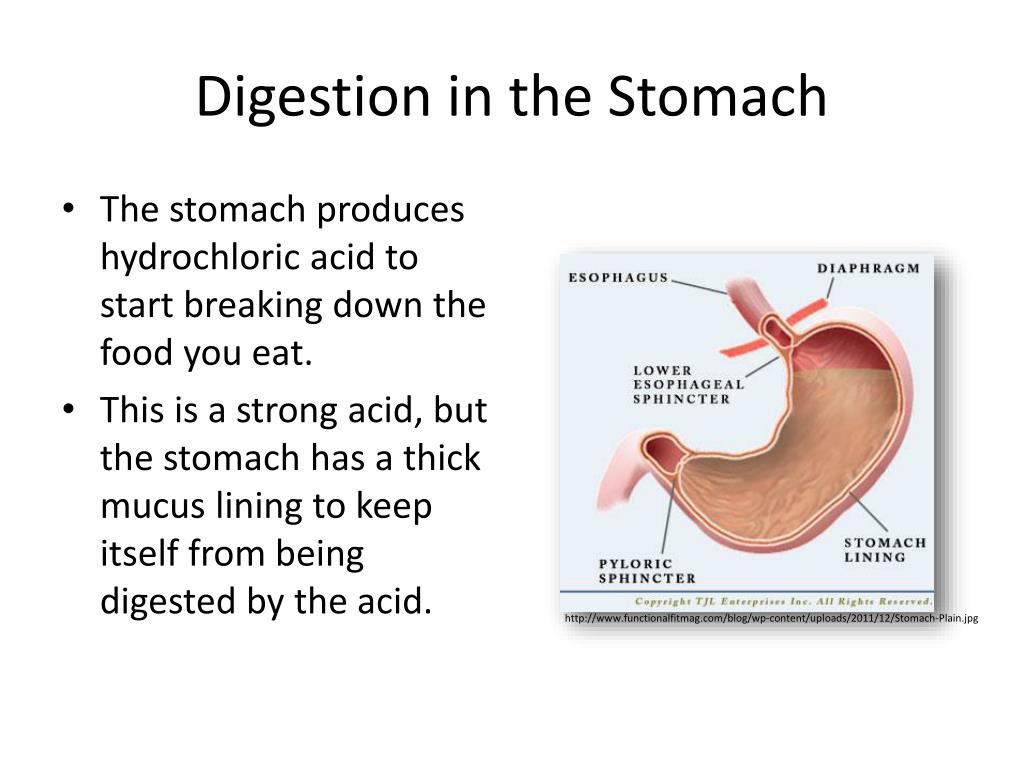 PPT How do Antacids Work? PowerPoint Presentation, free download ID