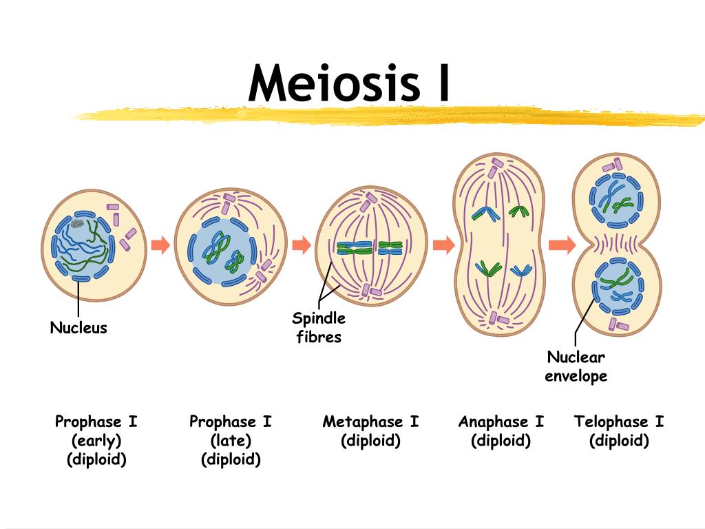 PPT Meiosis PowerPoint Presentation, free download ID2867307