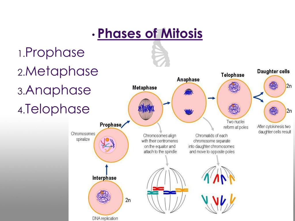 PPT DIPLOID VS. HAPLOID PowerPoint Presentation, free download ID