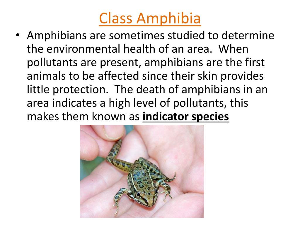 PPT Animal Kingdom PowerPoint Presentation, free download ID2869029