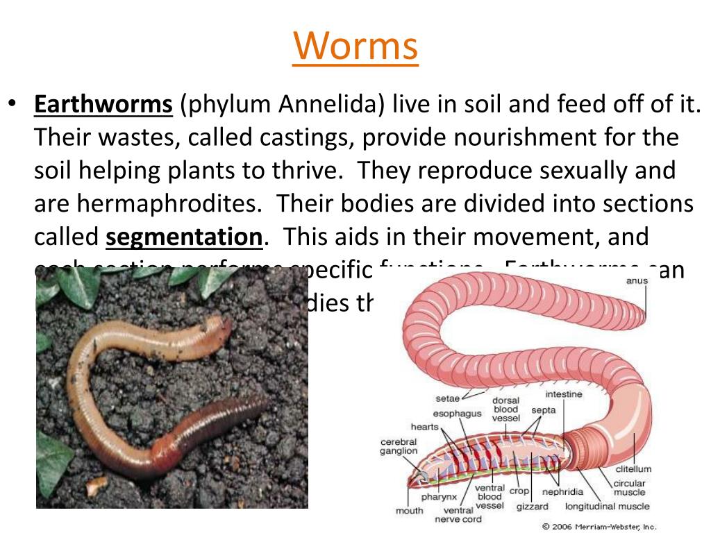 PPT Animal Kingdom PowerPoint Presentation, free download ID2869029