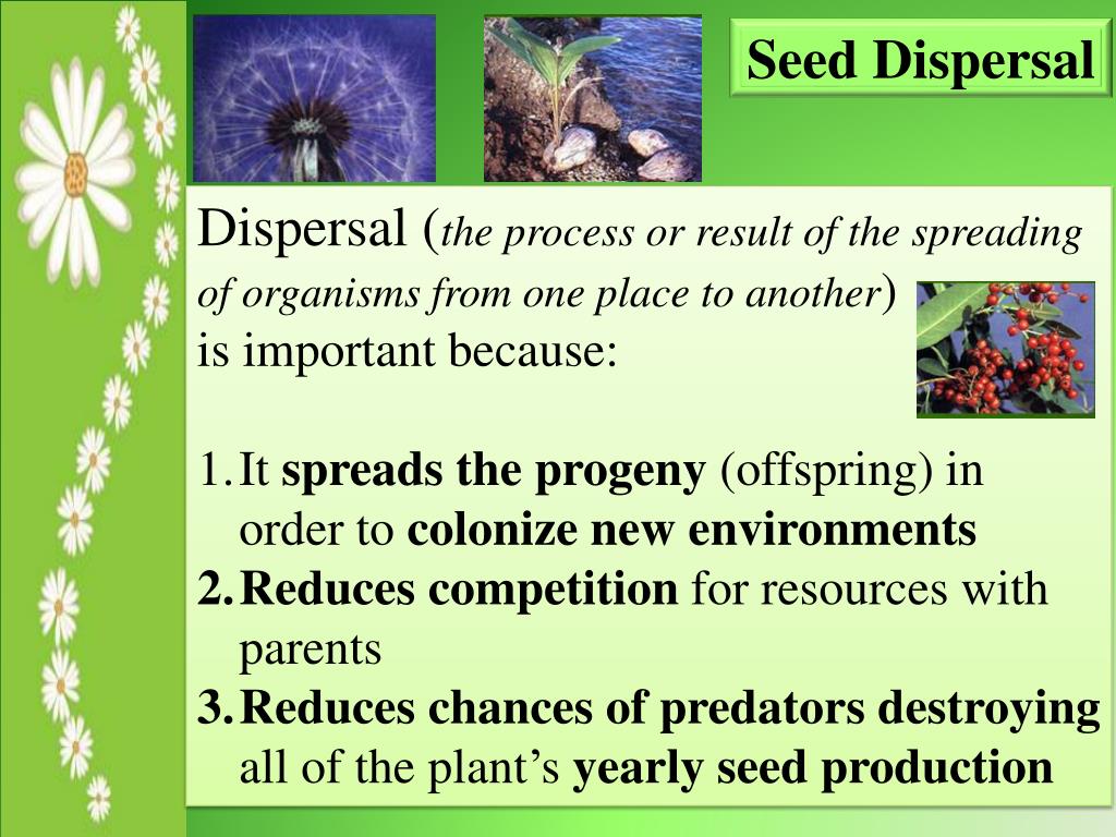 PPT Learning Target Seed Dispersal PowerPoint Presentation, free
