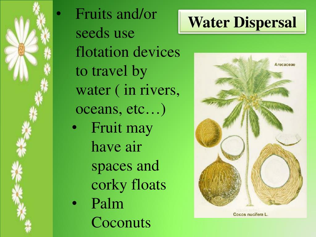 PPT Learning Target Seed Dispersal PowerPoint Presentation, free