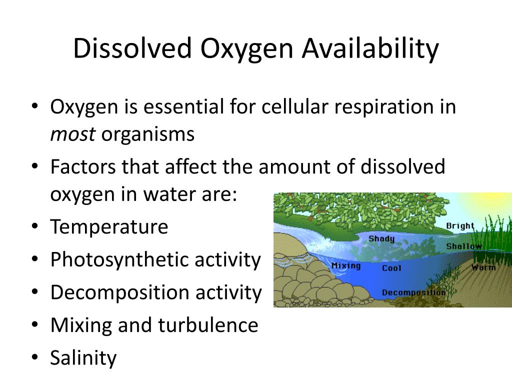 PPT Dissolved Oxygen and Aquatic Primary Productivity PowerPoint