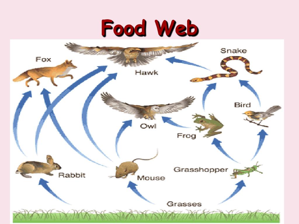 PPT Ecology introduction Me 23 slides What is Ecology? PowerPoint