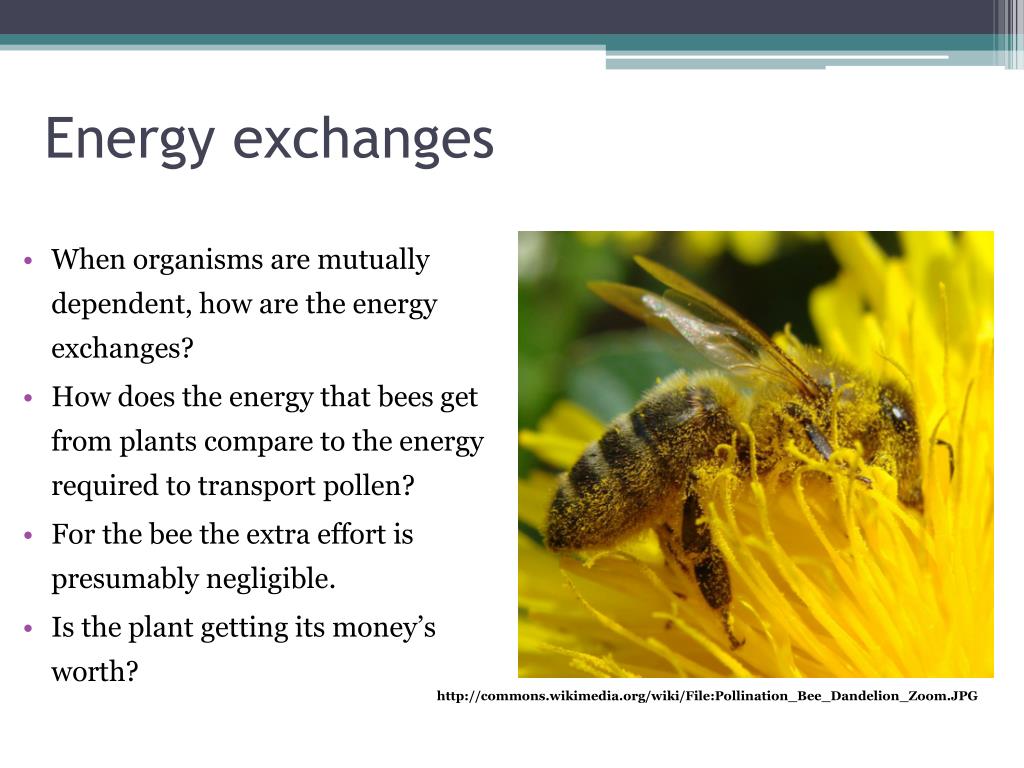 PPT Energy and complex systems PowerPoint Presentation, free download