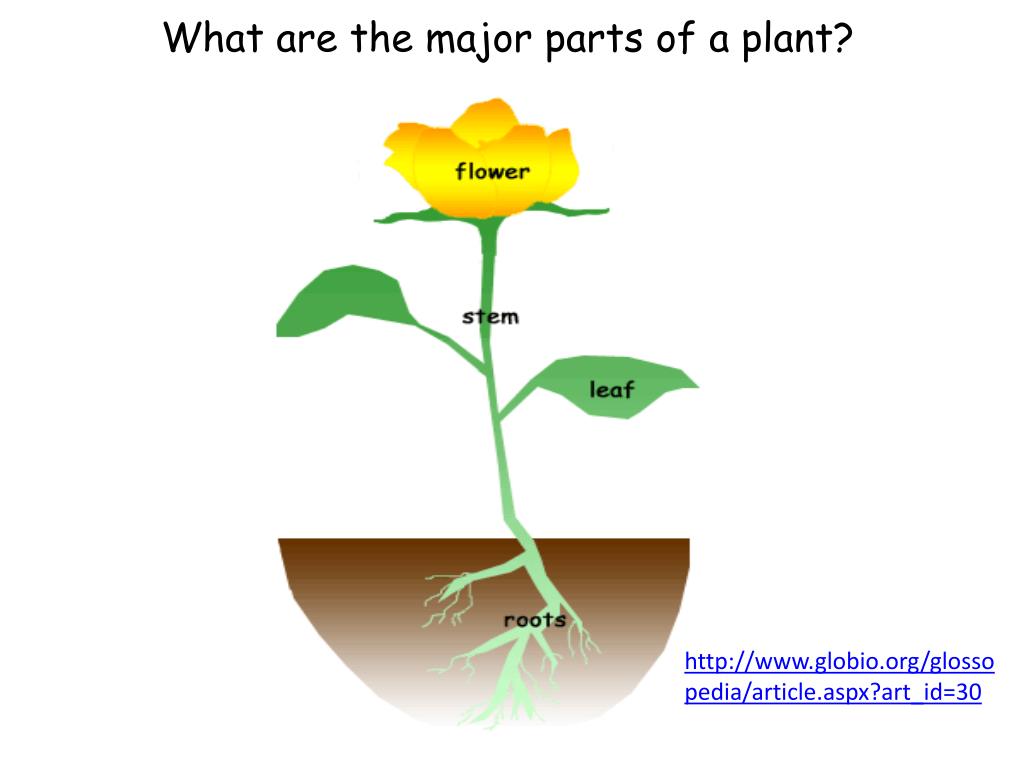 PPT How are plants alike and different? PowerPoint Presentation, free