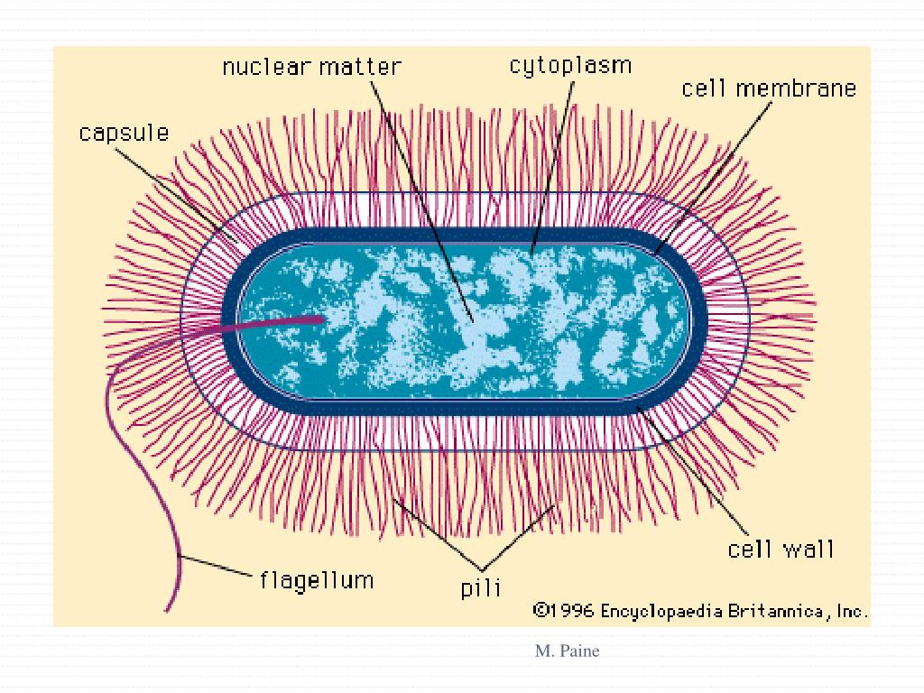 PPT KINGDOM MONERA PowerPoint Presentation, free download ID2876099