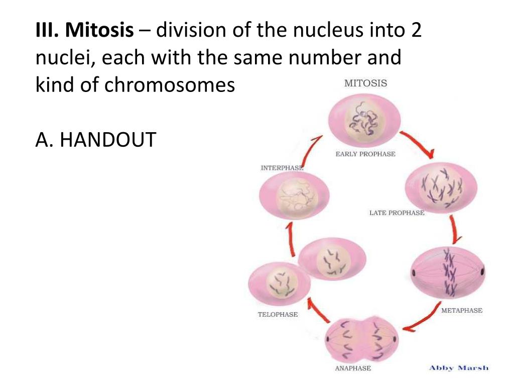 PPT Cell Cycle Notes Cell Division — process by which a cell divides into 2 new cells