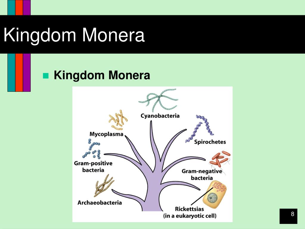 PPT AN INTRODUCTION TO TAXONOMY THE BACTERIA PowerPoint Presentation
