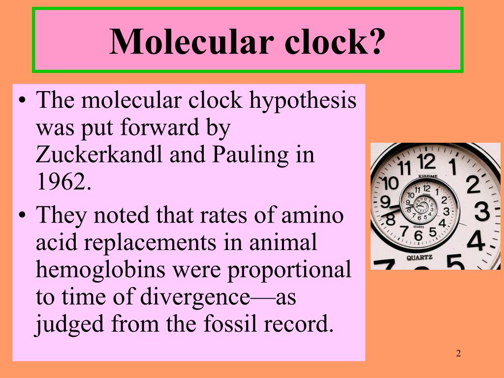 PPT Molecular clocks PowerPoint Presentation, free download ID2883128