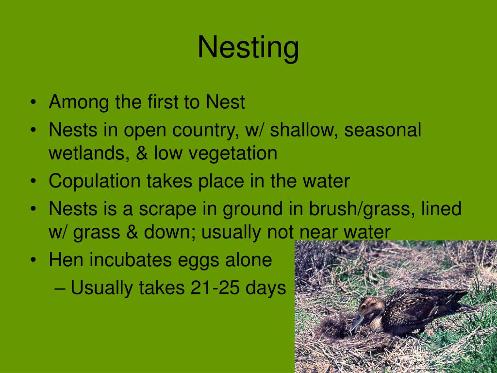 PPT Conservation of the Northern Pintail PowerPoint Presentation