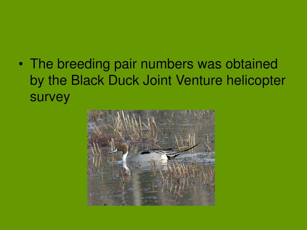 PPT Conservation of the Northern Pintail PowerPoint Presentation