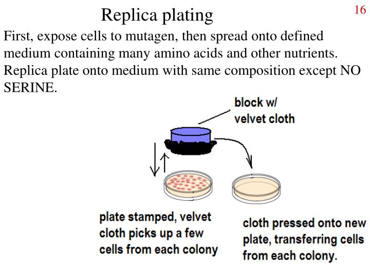 PPT Gene transfer PowerPoint Presentation ID2884307