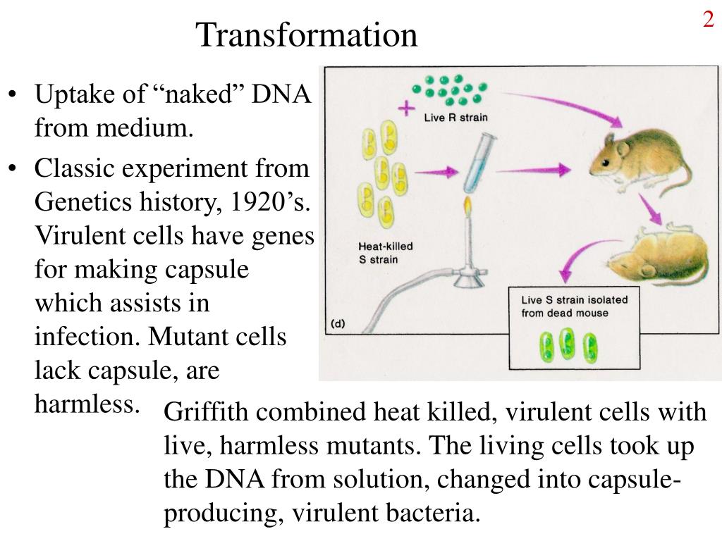 PPT Gene transfer PowerPoint Presentation, free download ID2884307