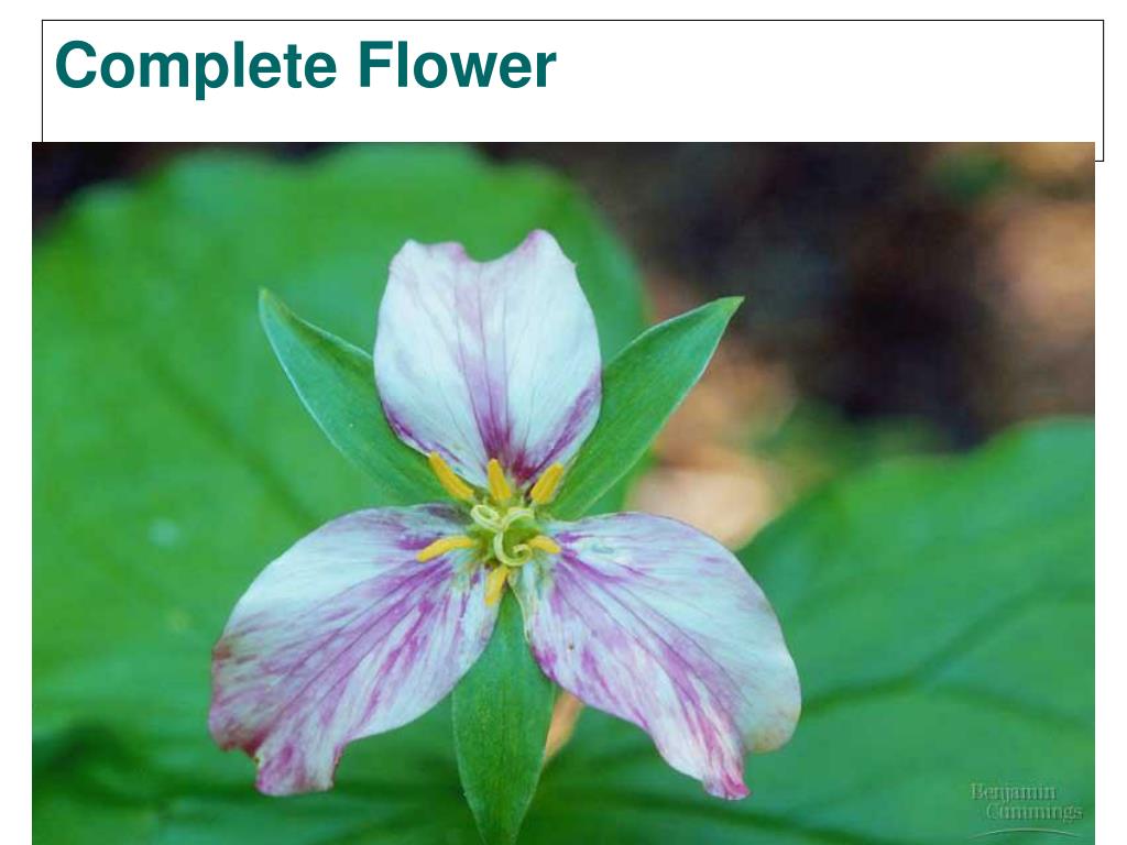 PPT CHAPTER 38 PLANT REPRODUCTION PowerPoint Presentation, free